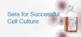 Sera for Successful Cell Culture